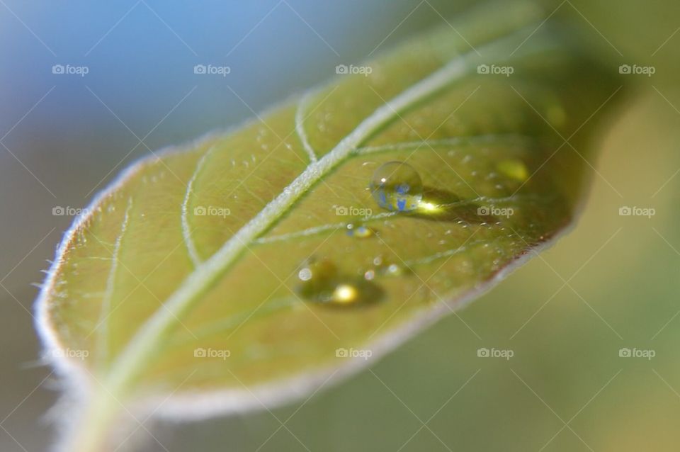 Water leaf