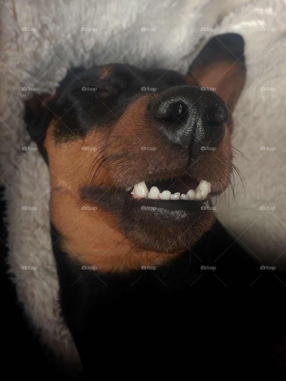 Miniature pinscher sleeping