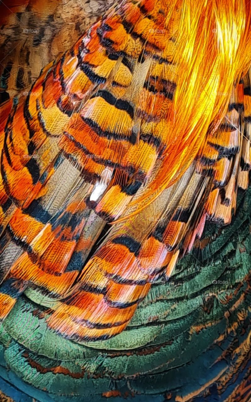 The beautifyl colors of a  bird