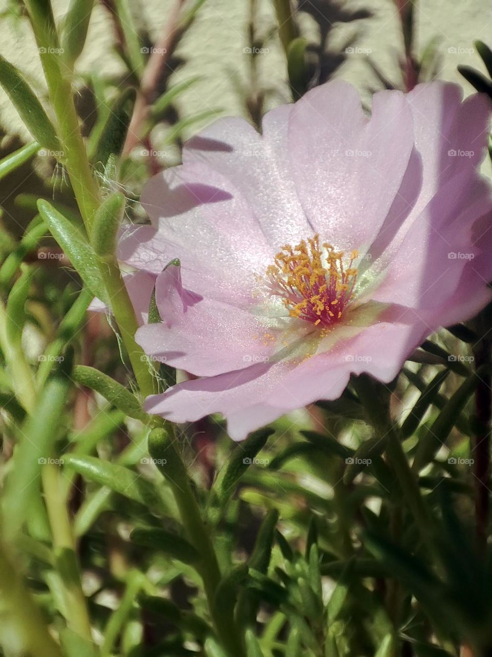 Macro photo of a flower growing in the garden