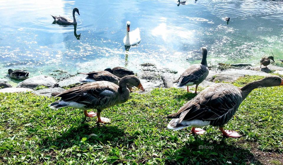 Gooses and swans