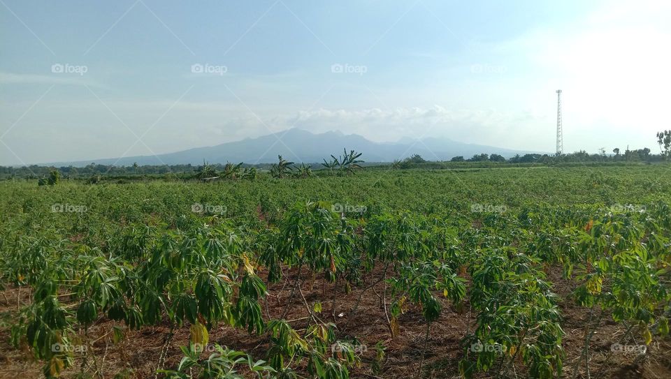 Landscape of cassava fields, with mountains in the background.