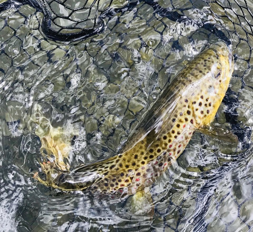 Fish caught and released at South Platte River at 11 Mile Canyon in Colorado. Beautiful coloring and he put up a fight.