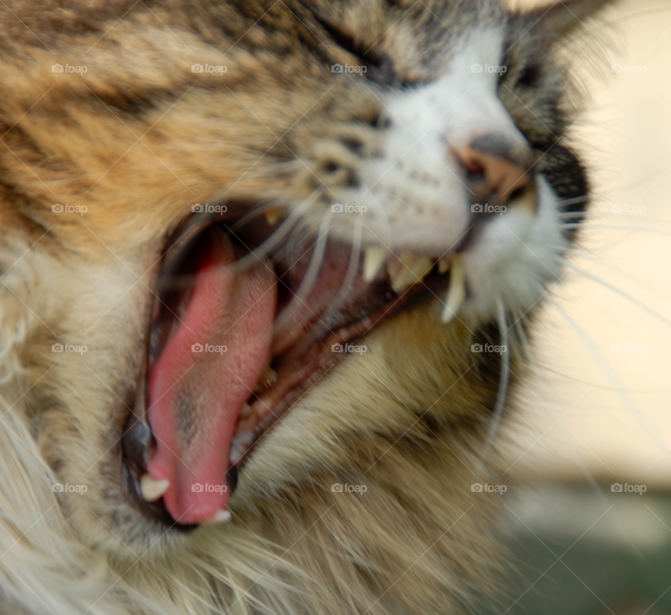 cat animal pet kitty by lightanddrawing