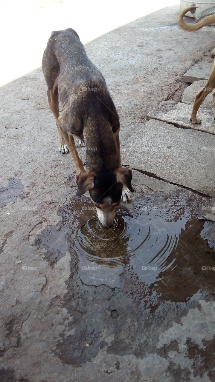 drinking water a dog
