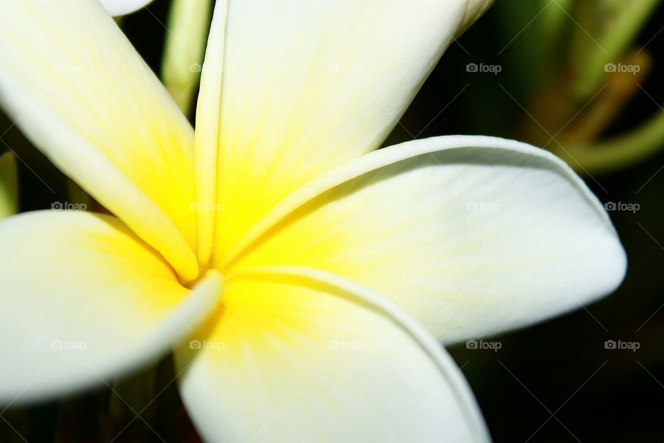 Plumeria.. The beauty Plumeria.