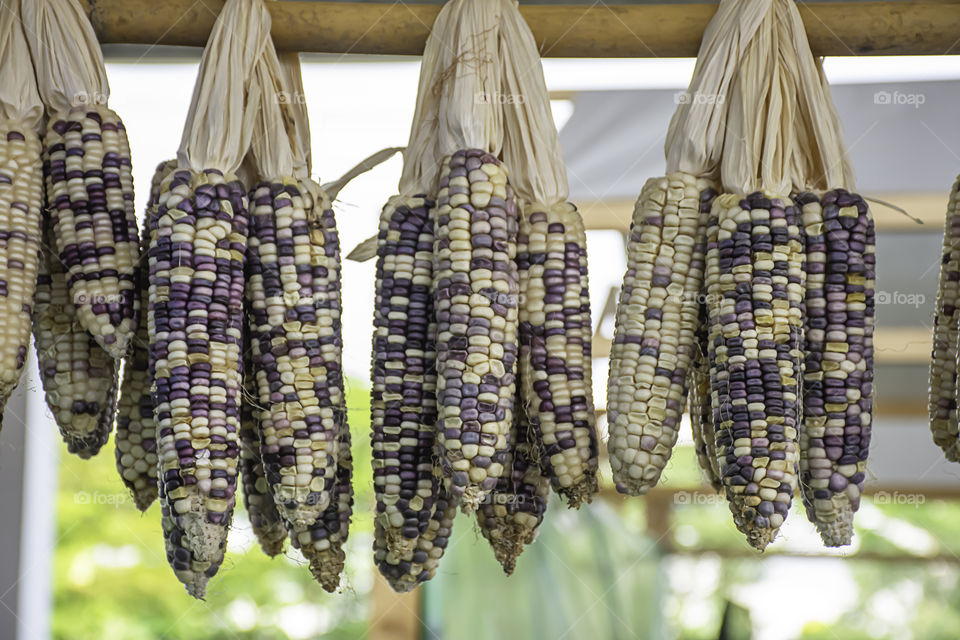 Dried corn hanging on bamboo for the seeds to cultivate