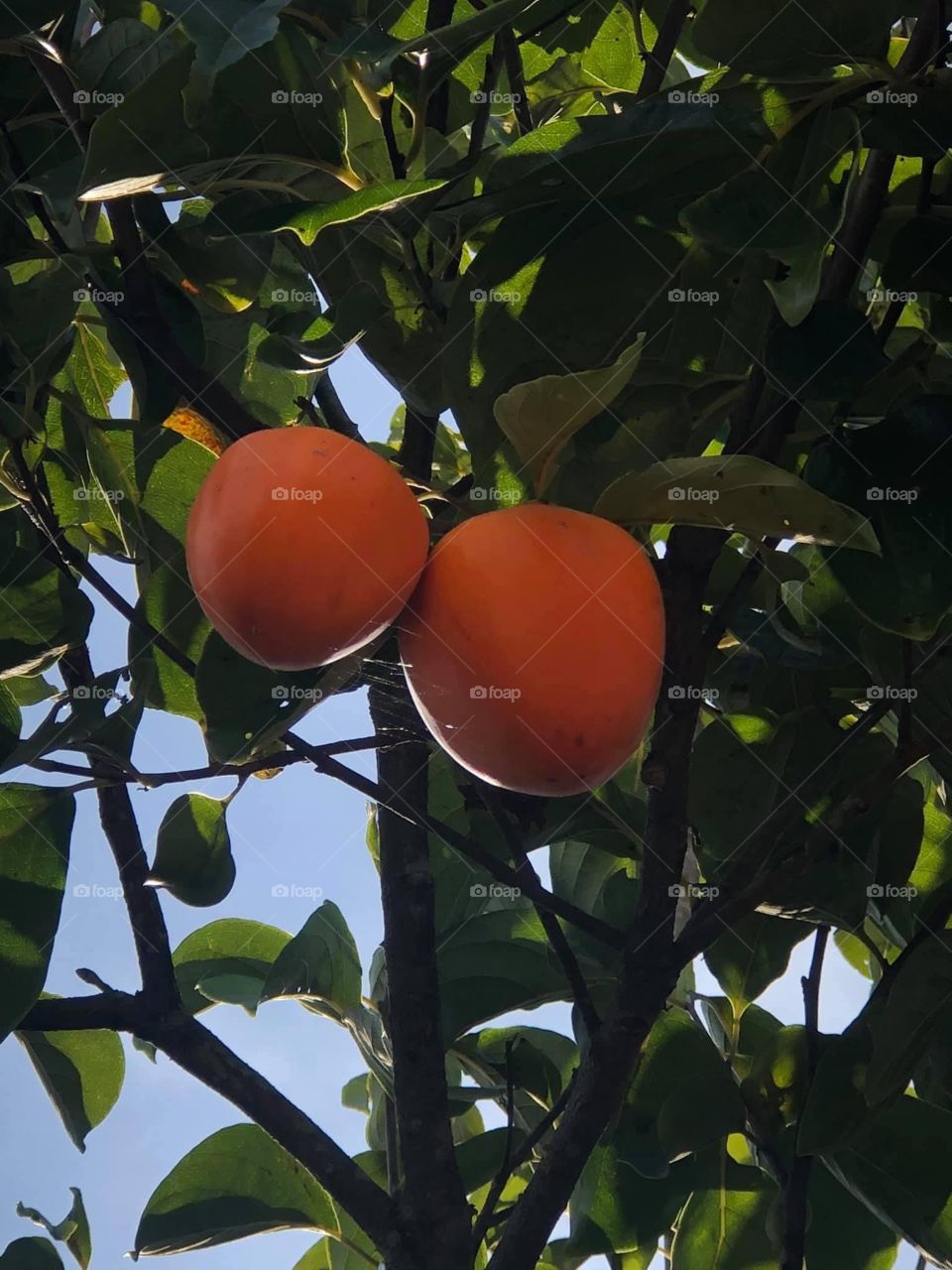 Persimmon