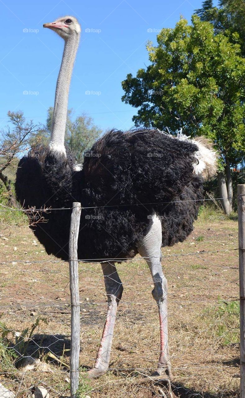 Ostrich