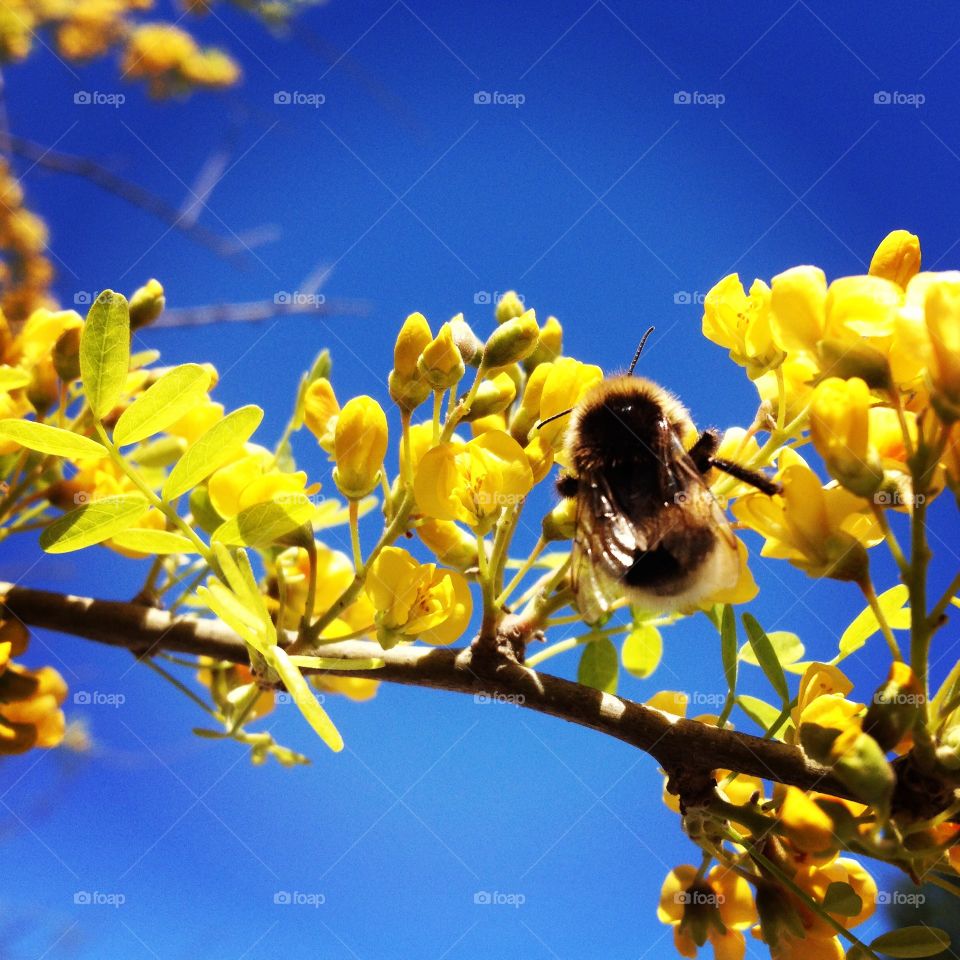 A bumblebee on a yellow tree 