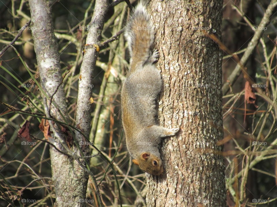 Squirrel