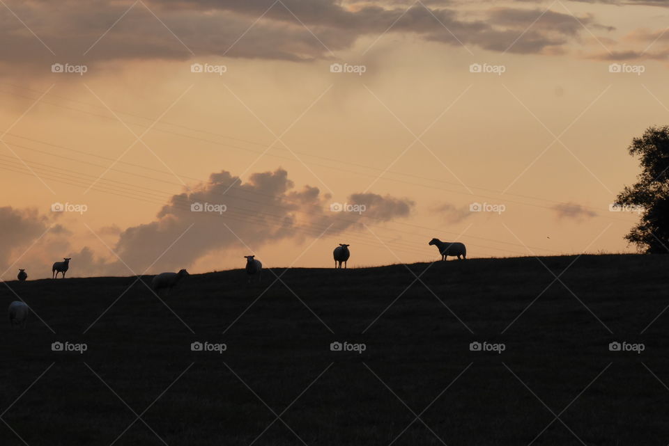 Silhouettes of sheeps at Sunset 