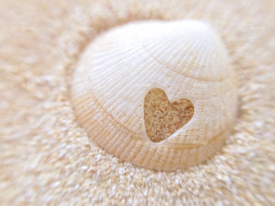 Heart in a Seashell