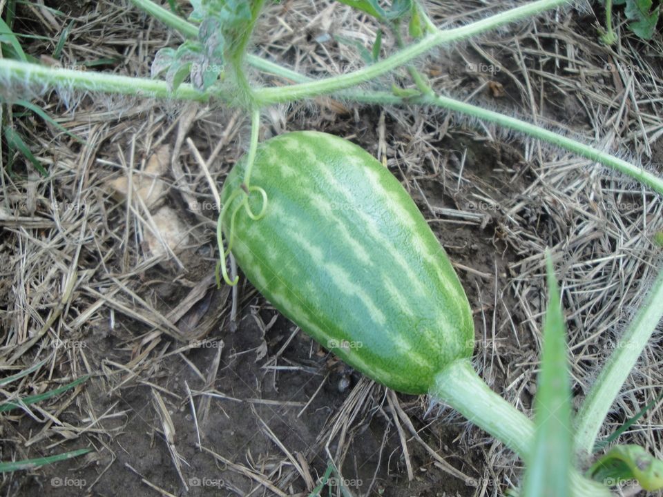 Baby Watermelon 