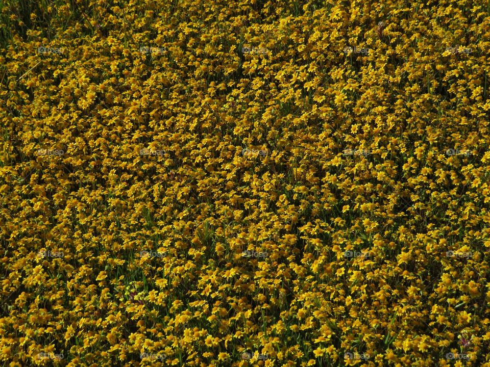 California Superbloom 2023 - Yellow Carpet Wildflower 