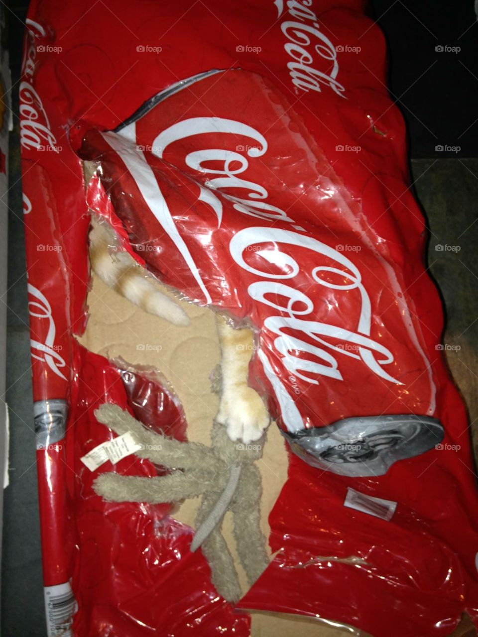 Cat in a box of Coca Cola 