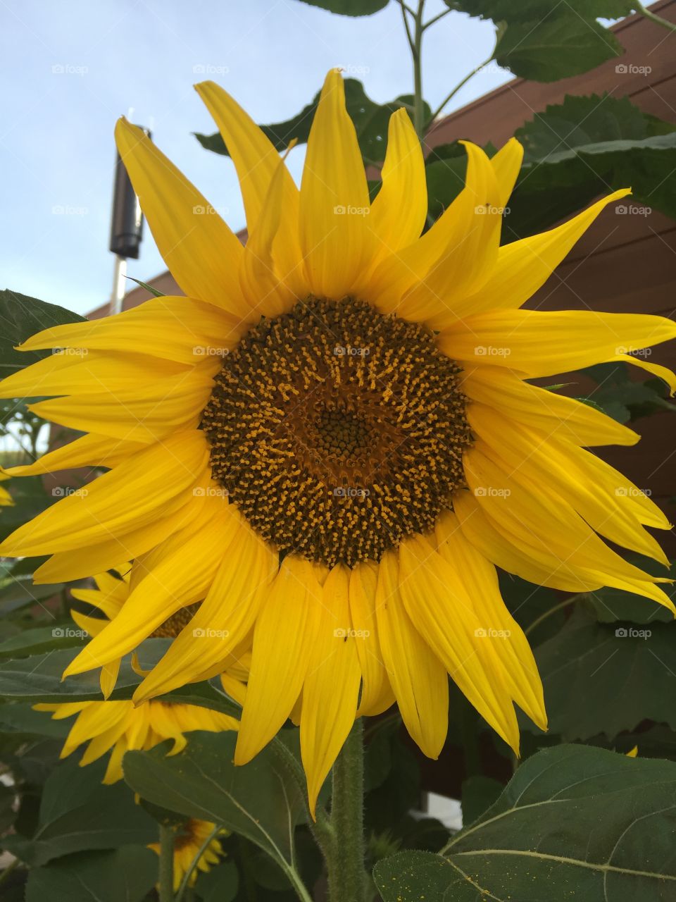 Sunflower close up