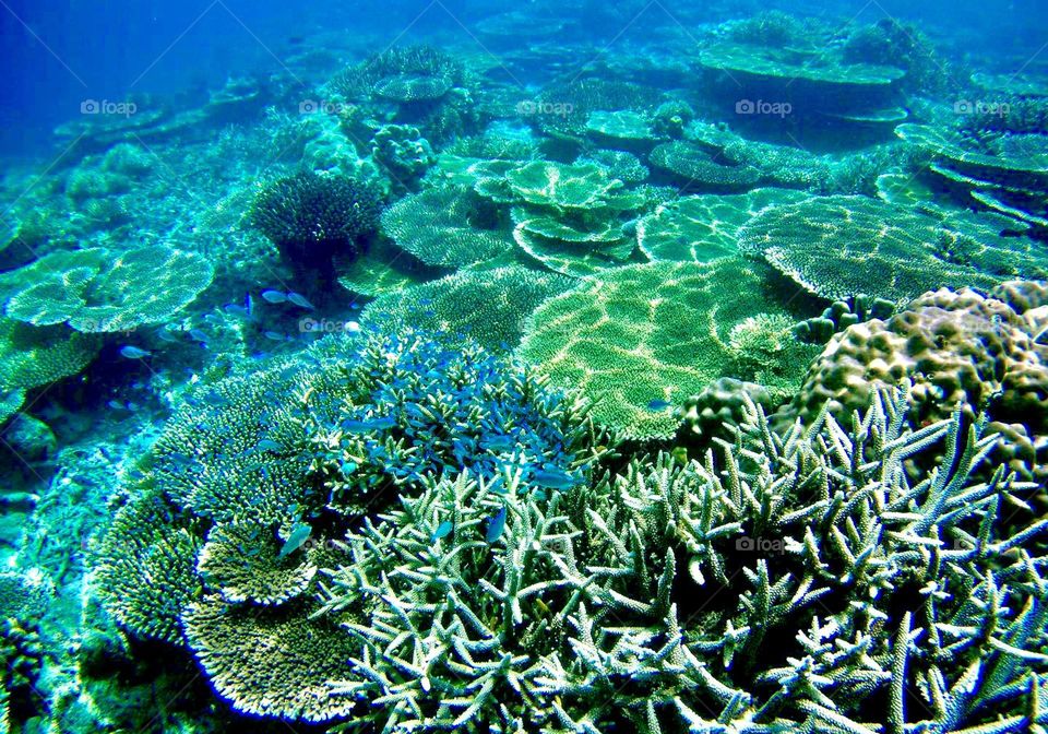 Snorkeling at balabalagan islands, Indonesia