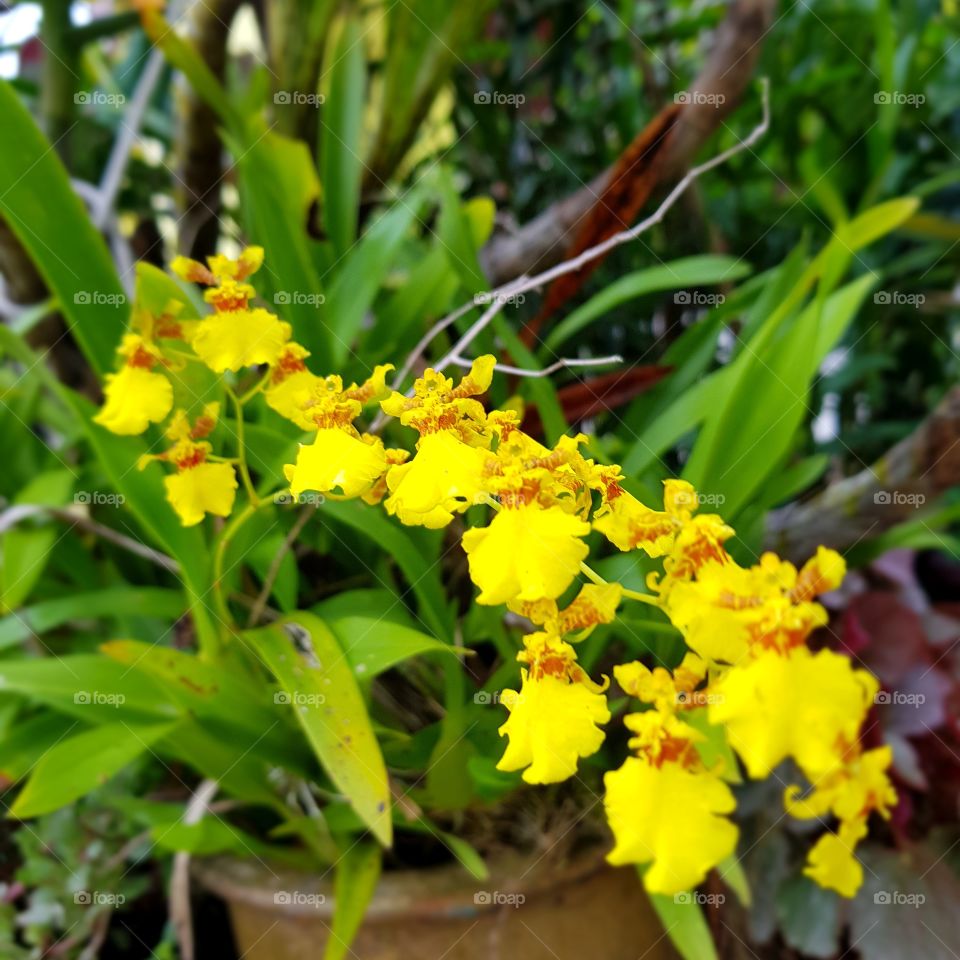 Bright my orchid