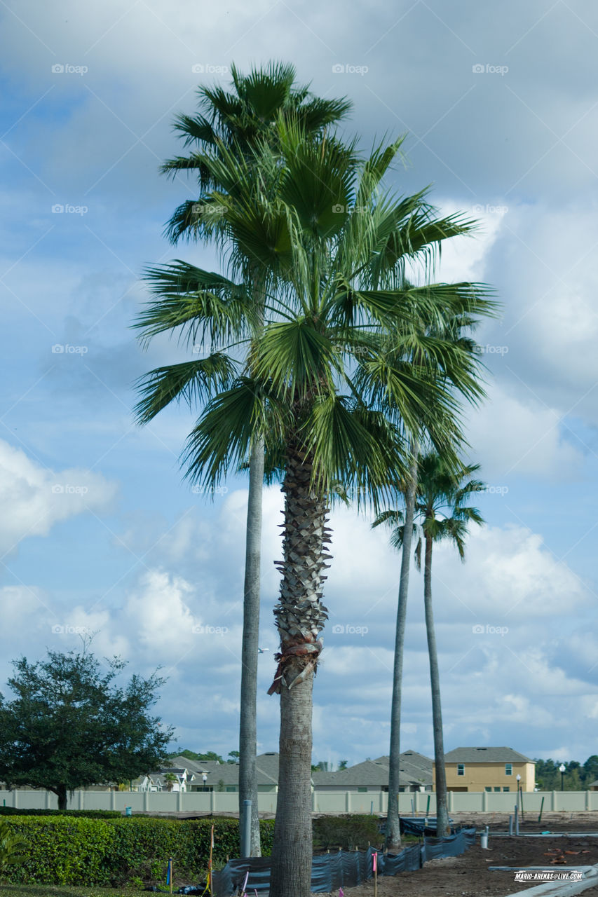 Florida Palm Trees. Florida Palm Trees