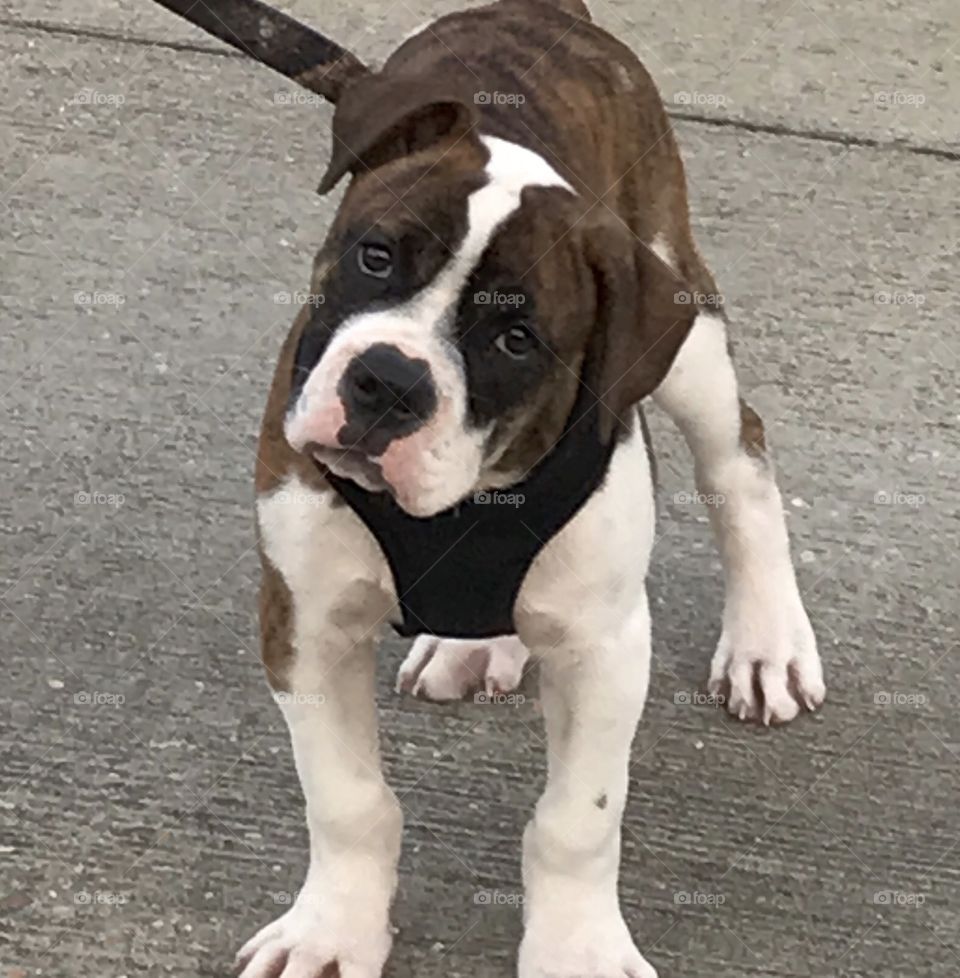 Old English Bulldog puppy out for a walk.