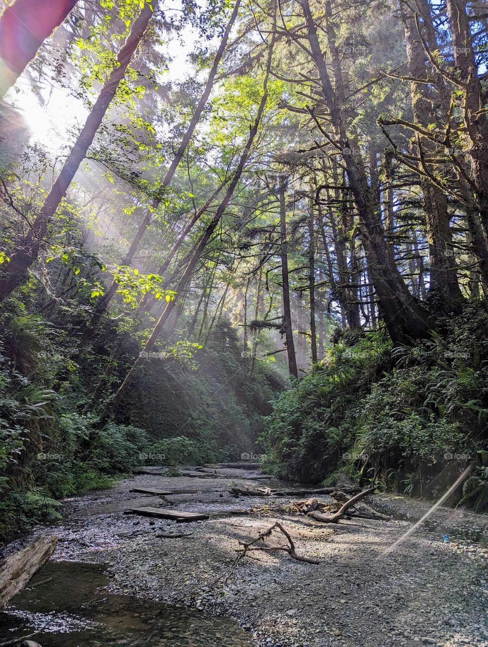 morning Sun rays shining into the canyon, fern canyon, magical morning sunshine in the forest canyon