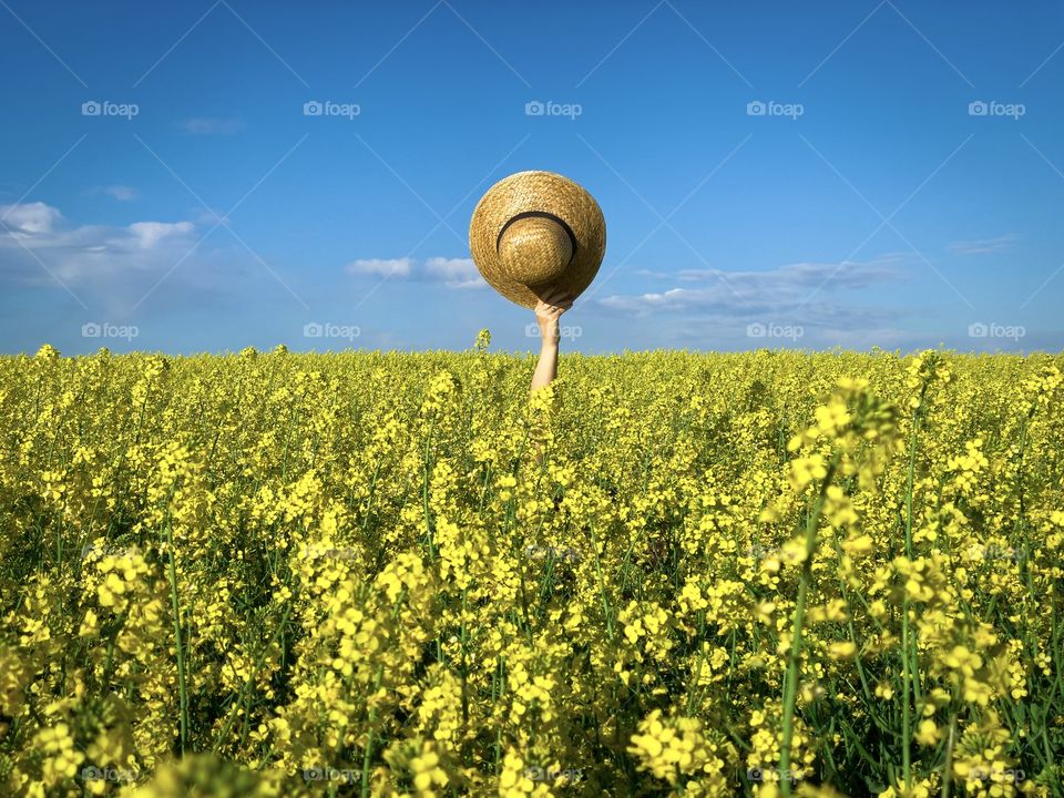 Canola field blooming in spring