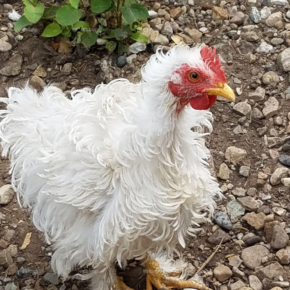 So not happy with my blowout!  (Frizzle Cochin Banty Hen)