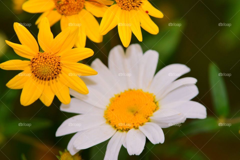 Daisies