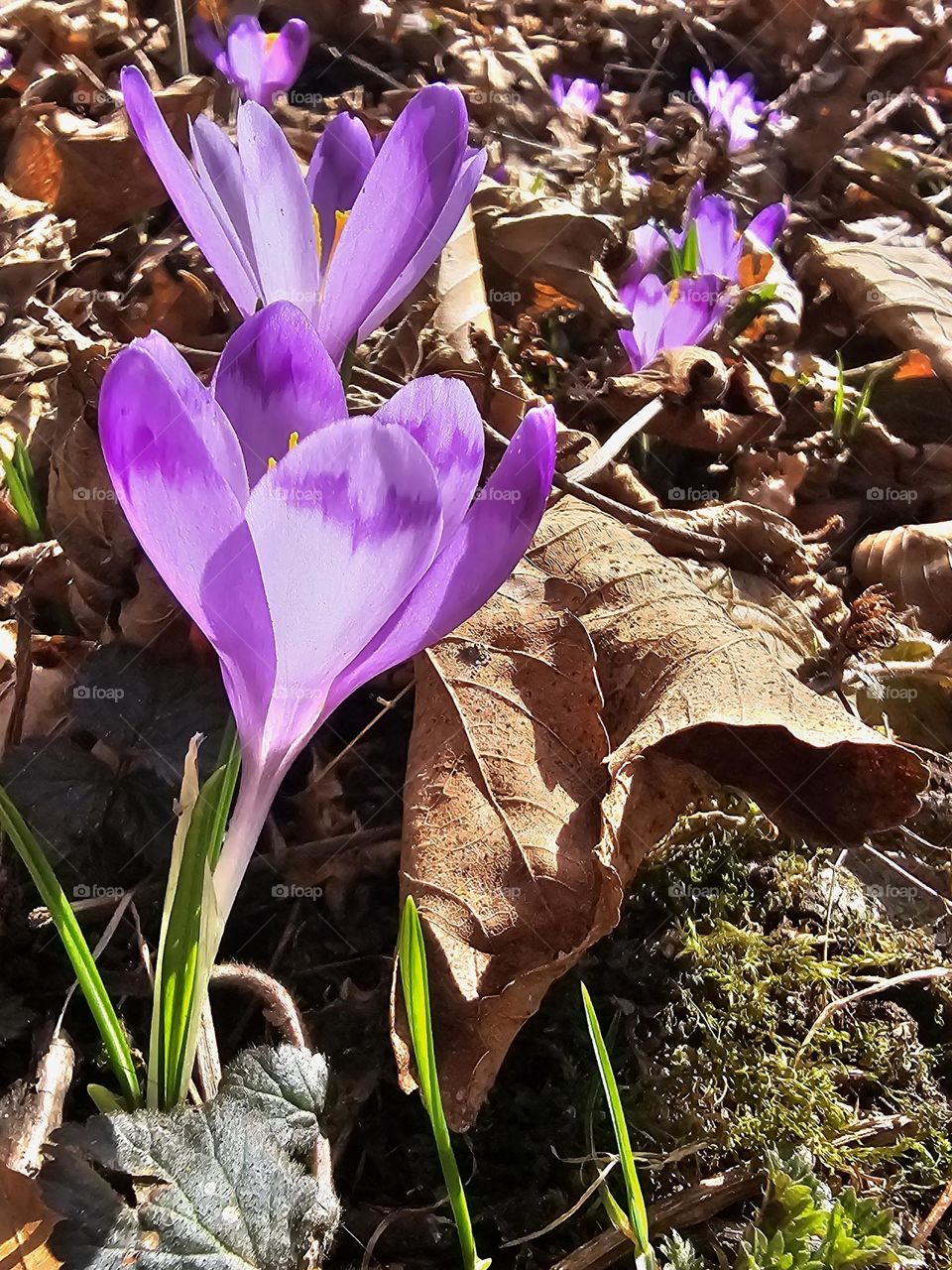 Beautiful Crocuses