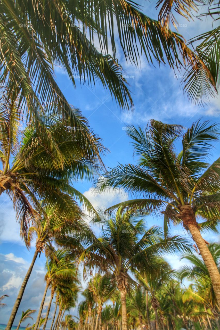 palm trees and blue sky