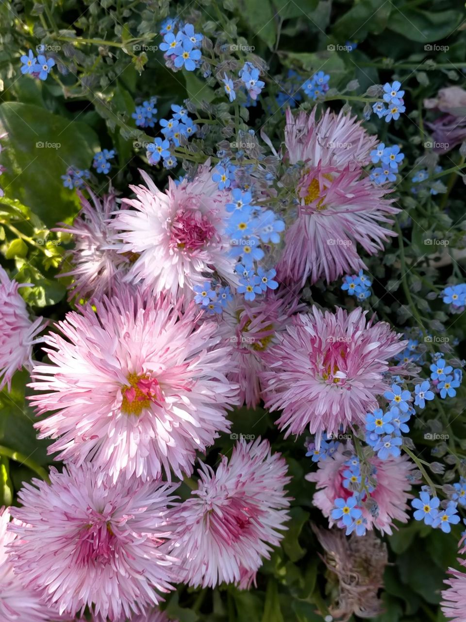Garden flowers of spring