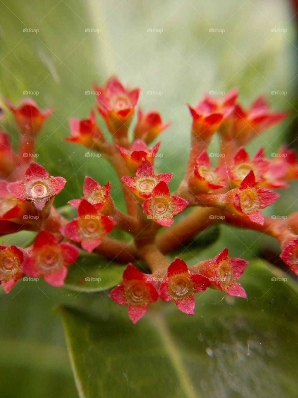 After the flower petals fall, the remaining part.