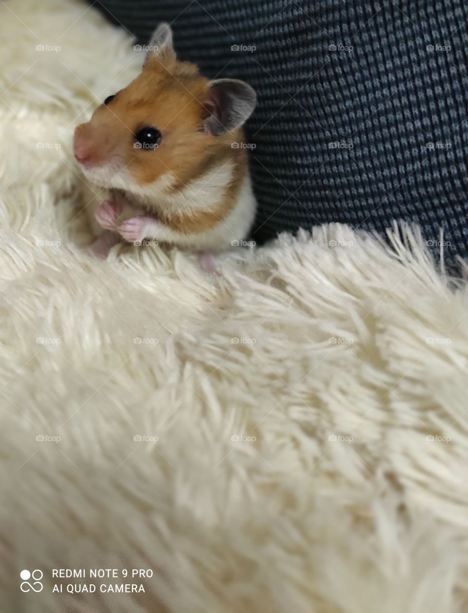 Little mouse 🐀🐭