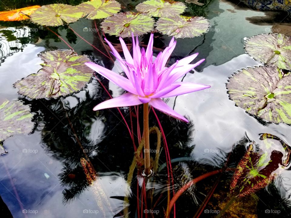 beauty it's everywhere