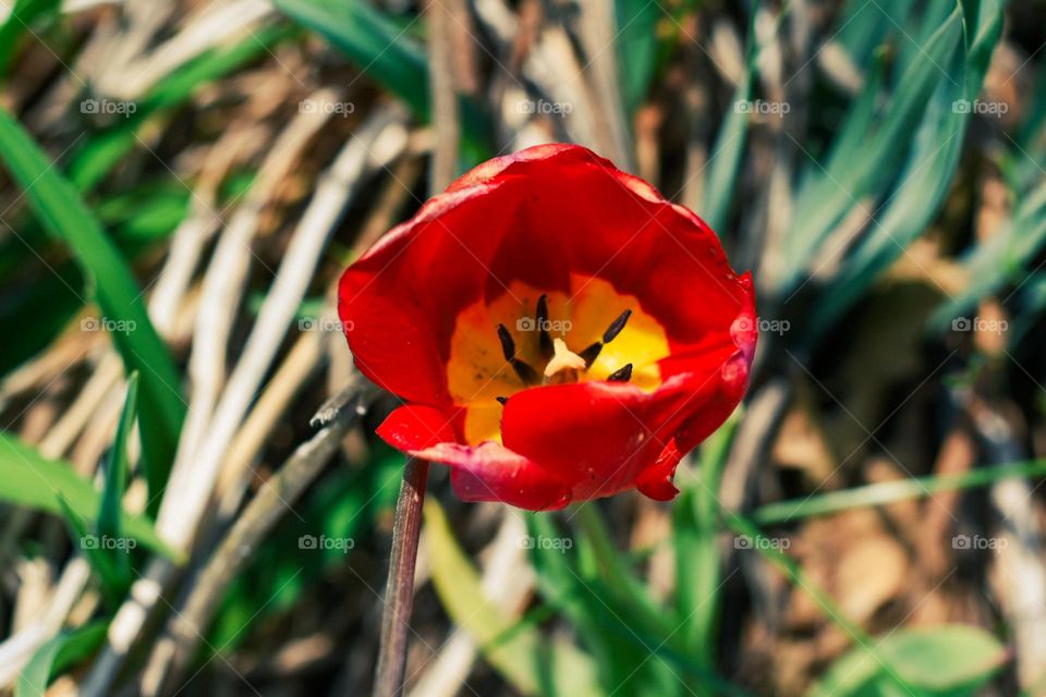 Start of something new. Spring means flowers and trees will bloom again. It marks a new season. A new hope! I am so ready for Spring time!