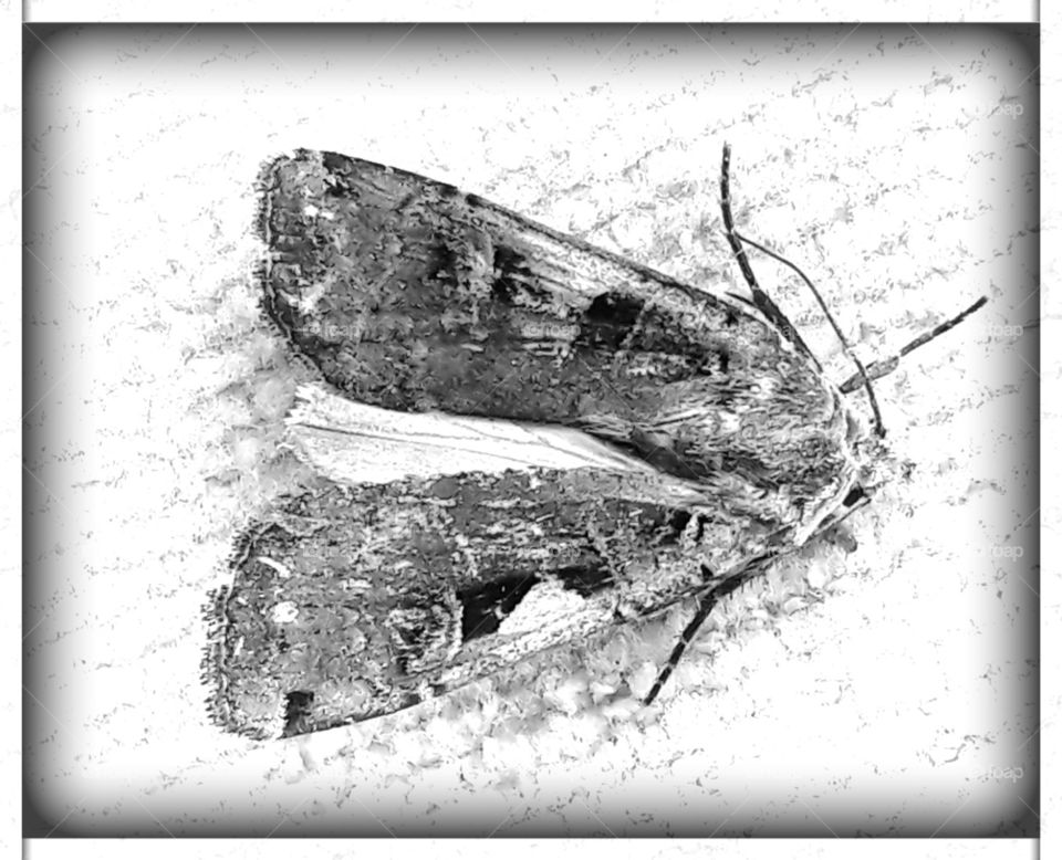 poor my little butterfly