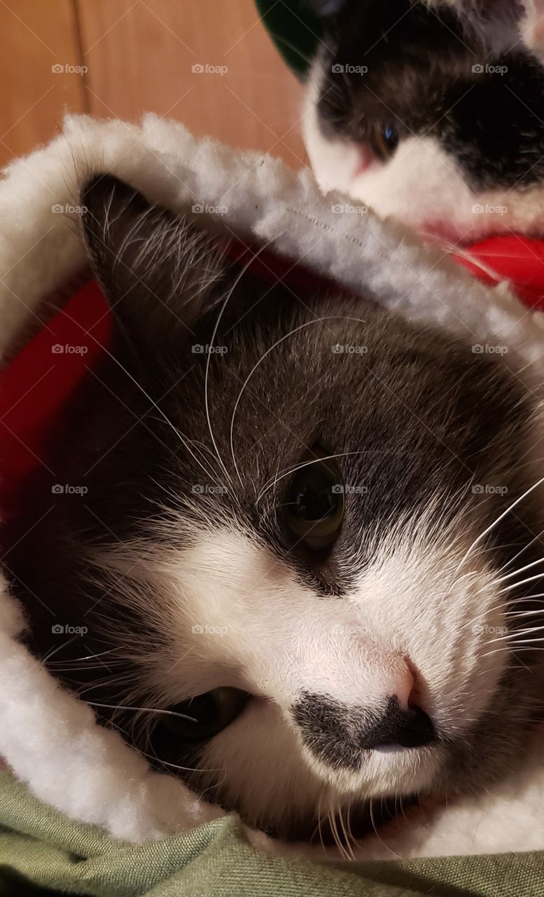 Gray & White Cat Tired of His Santa Suit