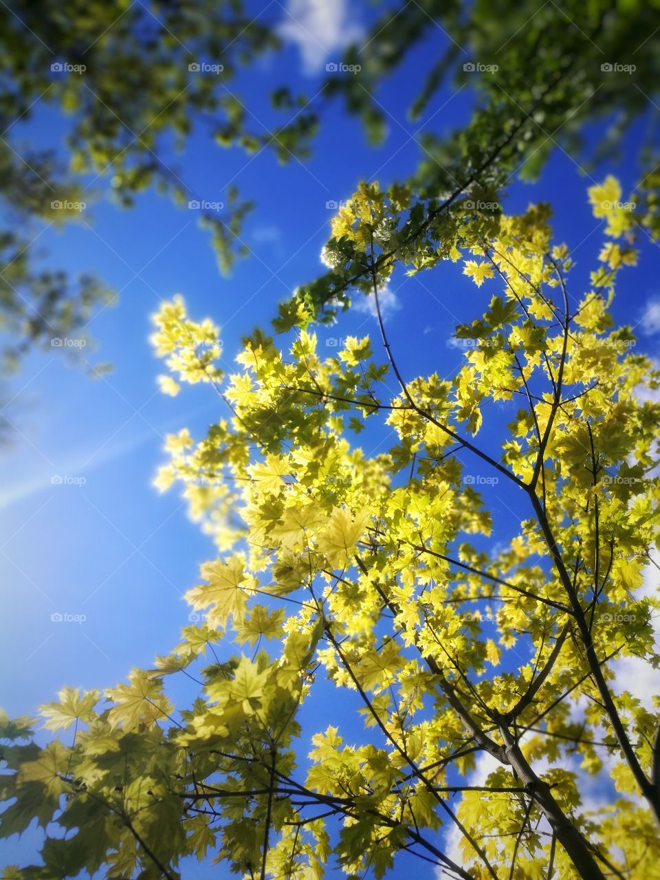 Day no people outdoors sky spring