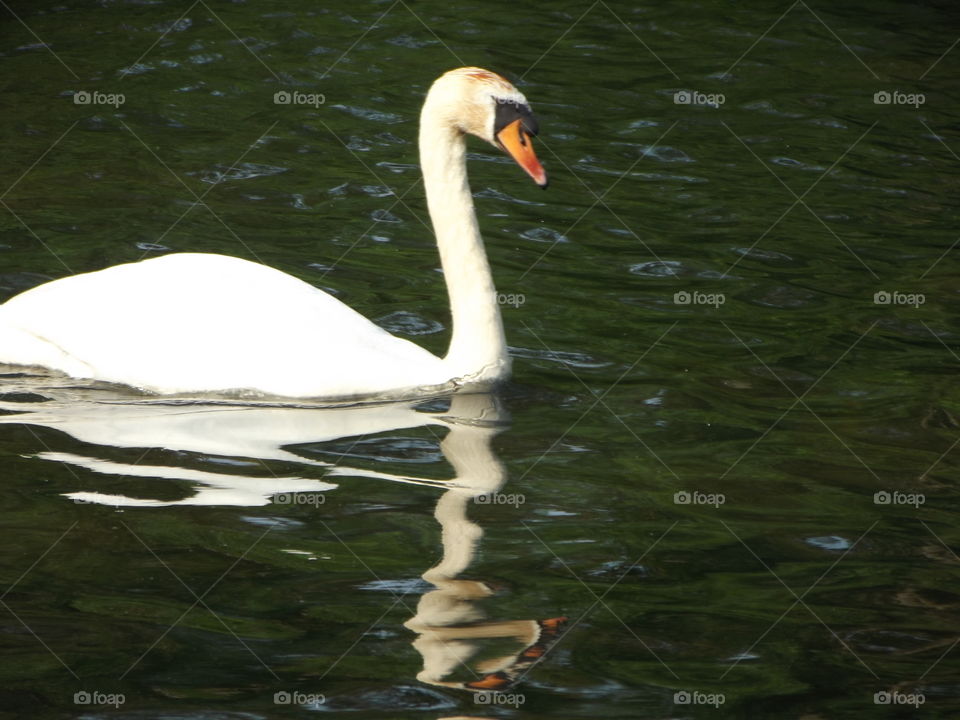 Swimming Past