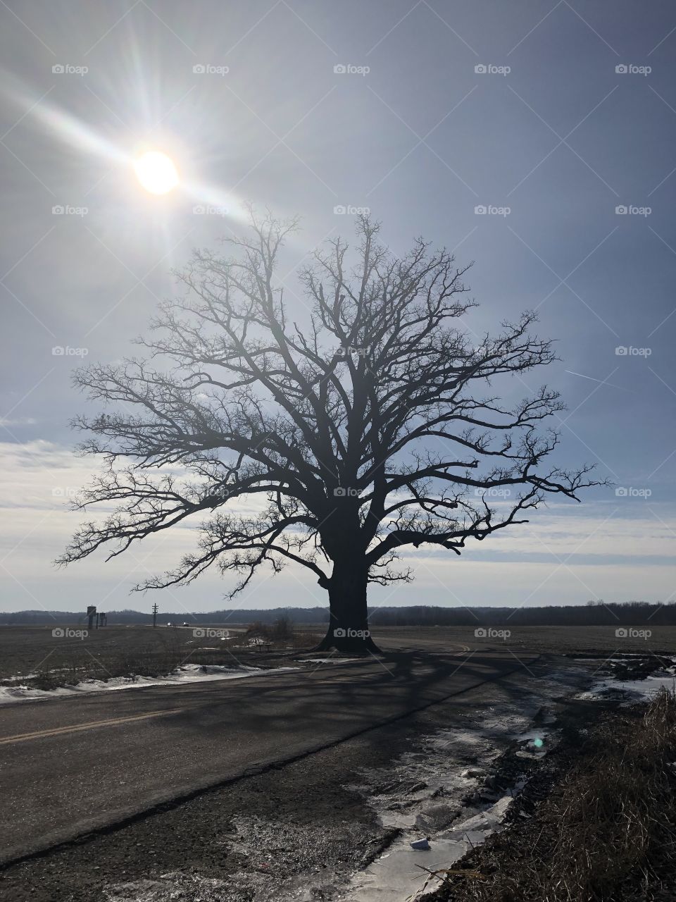 Lonely oak