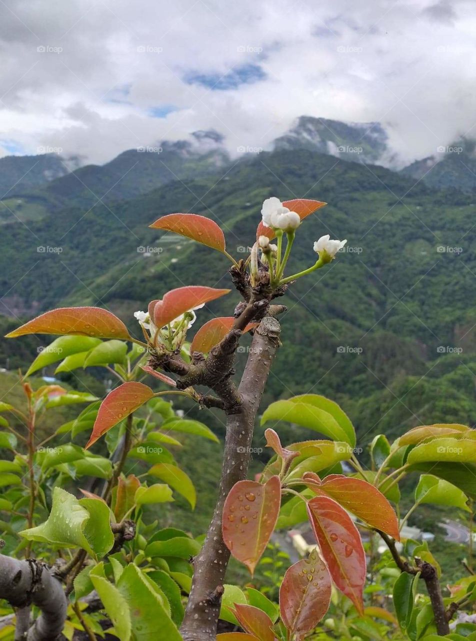 pears flower in the mountain