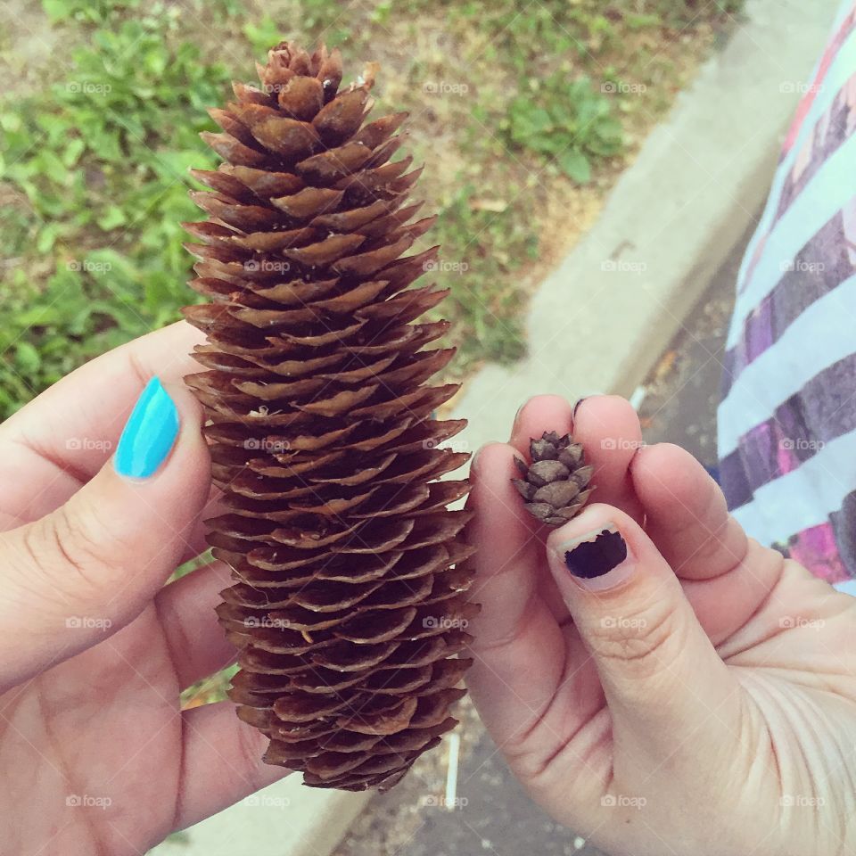 Pine cones