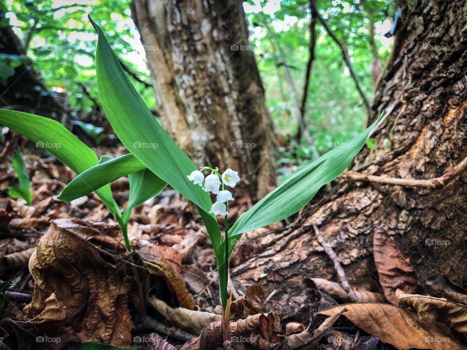 Plants 