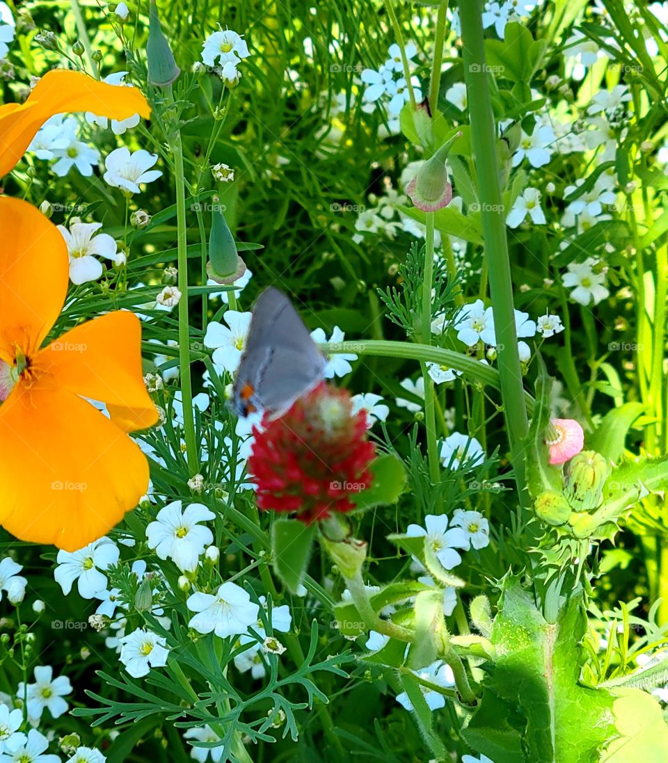 Summer in the garden- painted effect