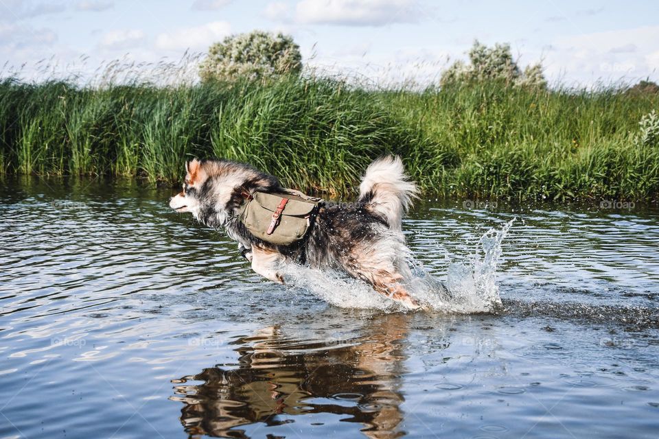 Dog playing in water 