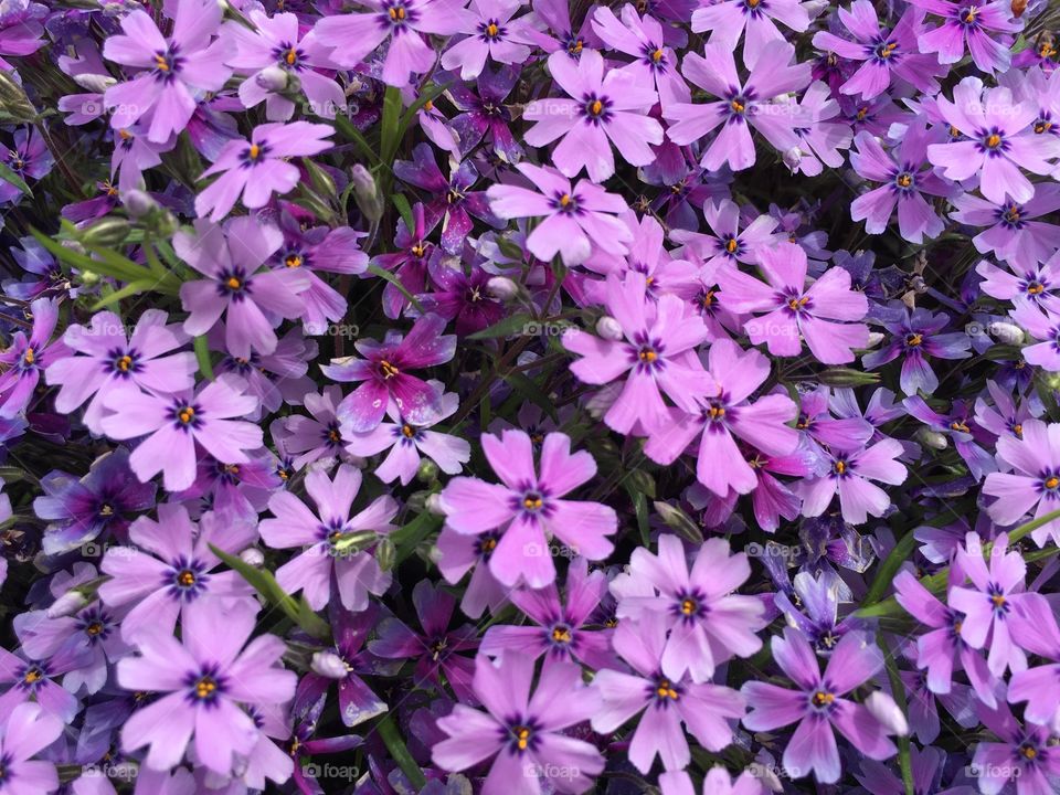 Purple phlox