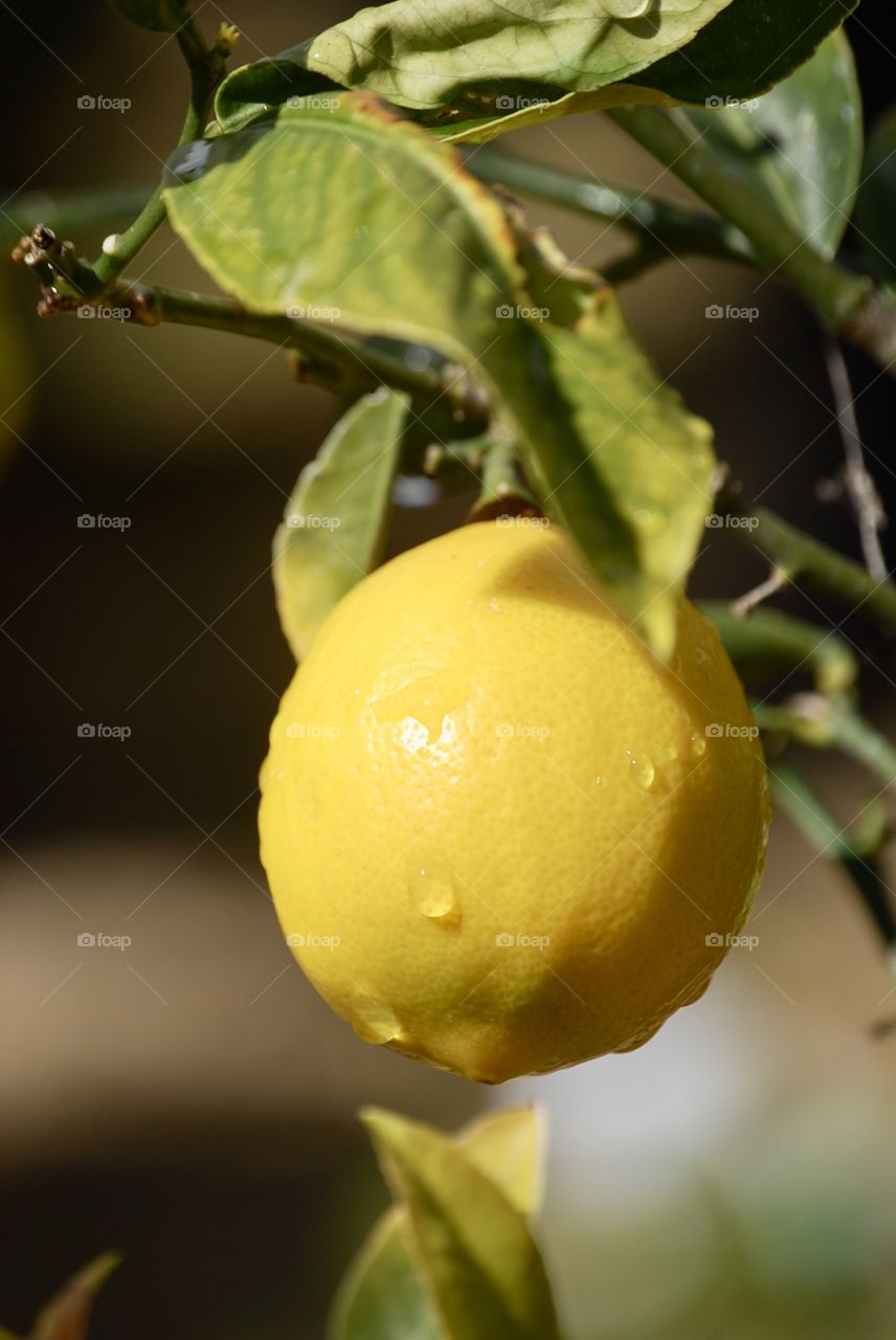 Morning dew drips down this rich yellow lemon bursting with zest. It’s ripe for picking and turning into sweet lemonade to quench one’s thirst on a hot summer day.