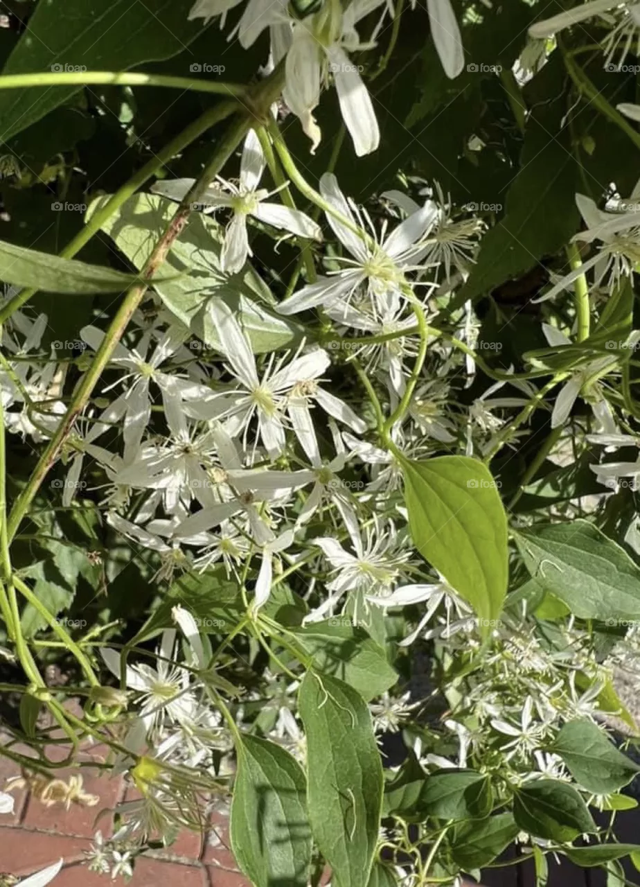Plant