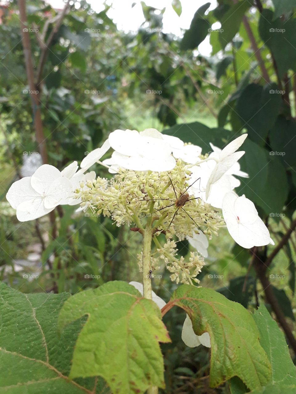 spider on a hydrangea flower